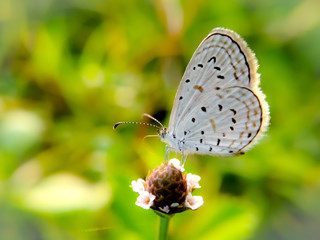 Extreme macro shot eye of butterfly in wild. Close up detail of eye butterfly is very small