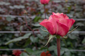 Close up of ecuadorian roses, growing for export