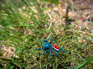 Ladybird Spider