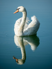 White swan with mirror