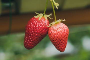 Fresh Japan strawberries.