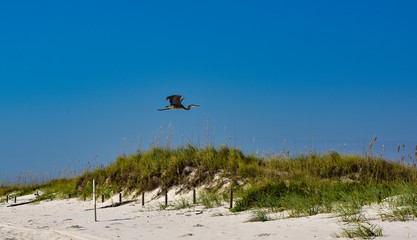 Heron in Flight