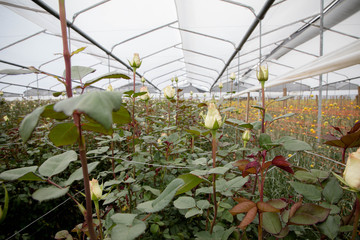 Close up of ecuadorian roses, growing for export