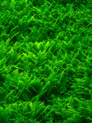 background of green leaves