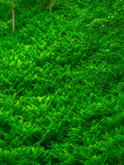 green grass background