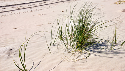 Sea grass