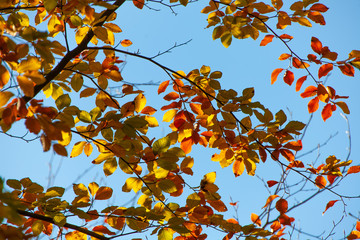 Herbst Blick in Baumkrohne Buche orange gelb yellow autumn