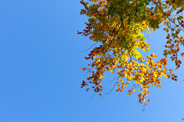 Schöne Herbstfarben Autumn Buche Ahorn Eiche Oktober November