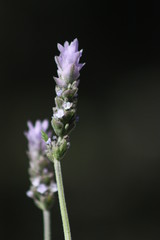 Trees, plants and wild flowers of the island of Crete in Greece