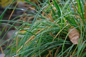 Drops of water on the green grass. Weather forecast, rain forecast.