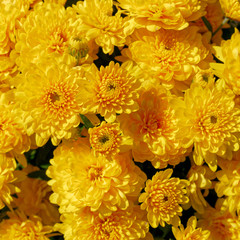 colorful yellow chrysanthemums top view close up, natural background