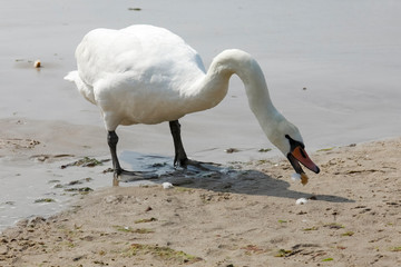 One swan on a sandy beach
