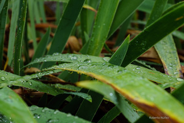 Green leaves whit water drops