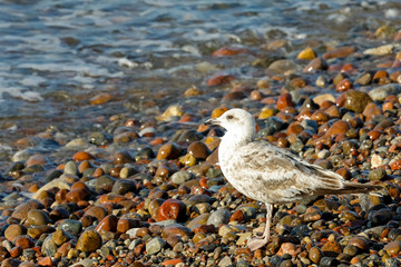 One wild bird observed on a wild beach