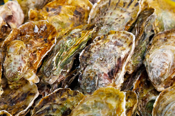 Fototapeta na wymiar Oysters on the fish market