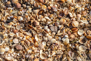 Seashells background. Beach and summer concept.