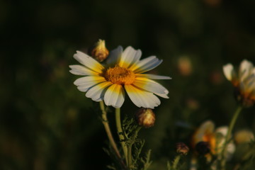 Trees, plants and wild flowers of the island of Crete in Greece