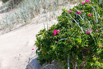 Fototapeta na wymiar Rose bushes and grasses on the dune