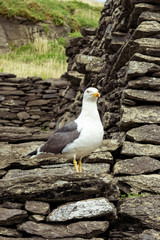 Seagull on Skellig Michael