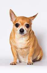 chihuahua dog looks up on a white background