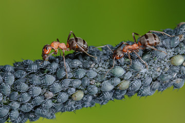 Ameise melkt Blattlaus, Ameisen bewachen Blattläuse, Waldameisen behüten Blattlauskolonie,...