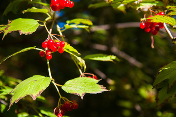 Red viburnum berry on the branch