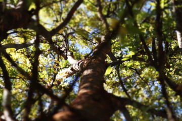 tree with green leaves