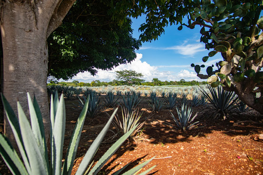 Blue Agave Field In Mexico