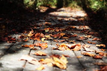 autumn leaves in forest