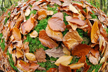 Fish-eye close up view of fallen autumn red leaves
