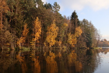 Herbstwald