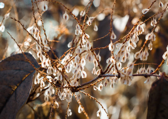 Trockene Äste und Blätter im Herbst