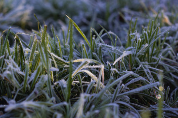 Gefrorenes grünes Gras