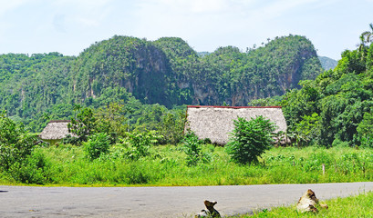 Muro de la Prehistoria en El Valle Viñales, Cuba, Republica Cuba © sanguer