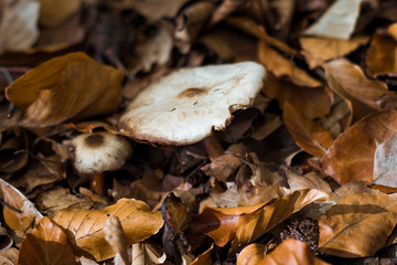 Pilze im Wald zwischen den Laubblättern