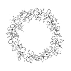 Lemon tree branch with lemons, flowers and leaves. Element for design. Outline hand drawing vector illustration. Isolated on white background..