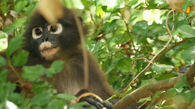 Cute spectacled leaf langur, dusky monkey on tree branch amidst green leaves in Ang Thong national park in natural habitat. Wildlife of endangered species of animals. Environment conservation concept.