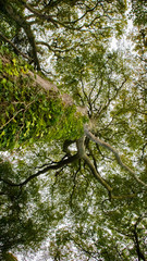 Naklejka premium tree in forest