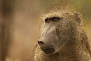 Baboon (Papio ursinus) portrait in Kruger NP. Close to camera. dry background. Calm force, male.