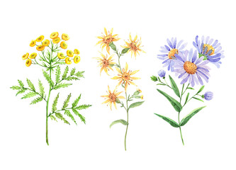 wild flowers set, watercolor illustration