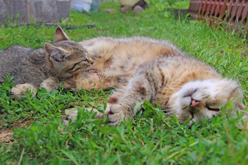 Naklejka na ściany i meble Gray kitten sucking milk from mother cat laying on green grass