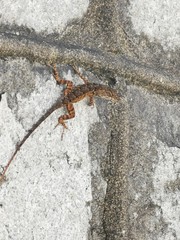 Lafayette Cemetery No. 1 Garden District New Orleans Louisiana USA