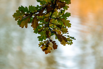 Blätter im Herbst