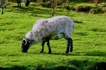 Fototapeta premium Sheep on Mountain