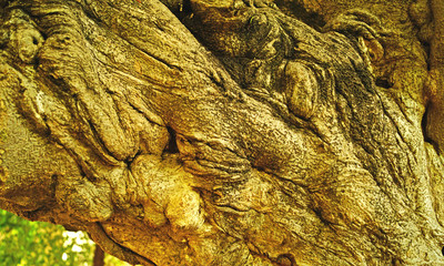 formas y nudos de la corteza de ur árbol para fondos