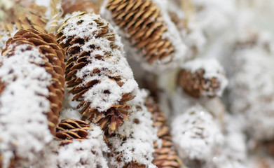 Pine cones in the snow. New year mood. Festive background.