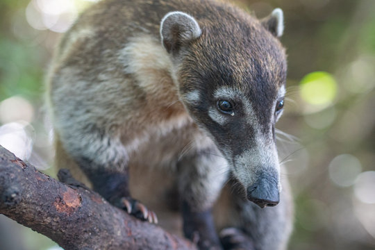 Coati sitting on a tree
