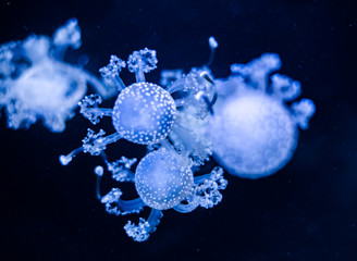 jellyfish in the aquarium, close view