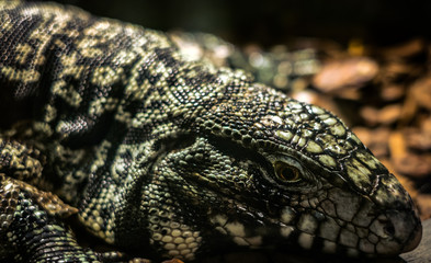 the head of a lizard