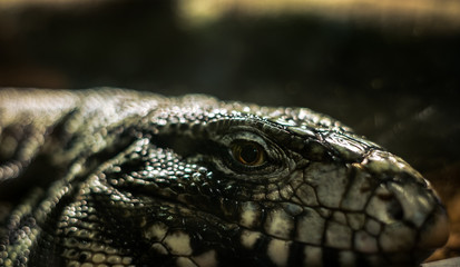 the head of a lizard